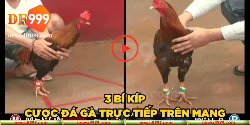 3 bí kíp cược đá gà trực tiếp trên mạng