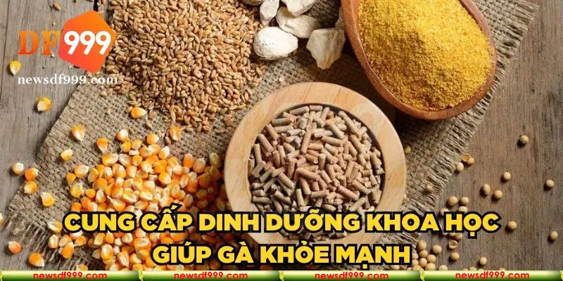 Cung cấp dinh dưỡng khoa học giúp gà khỏe mạnh