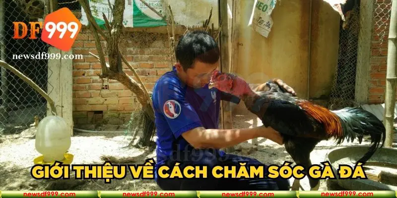 Giới thiệu về cách chăm sóc gà đá