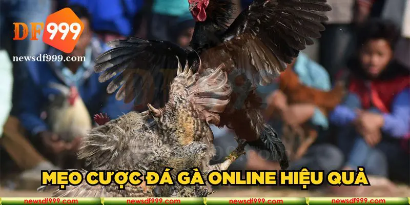 Mẹo cược đá gà online hiệu quả