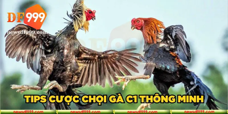 Tips cược chọi gà C1 thông minh